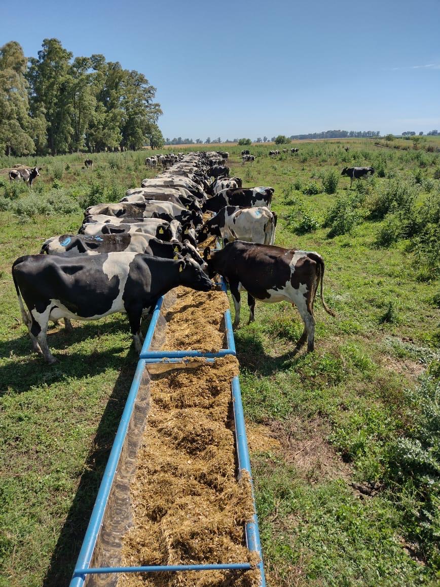 Vacas alimentándose en comedero móvil