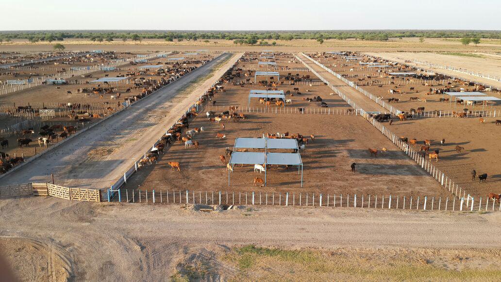 Feedlot con sombras móviles