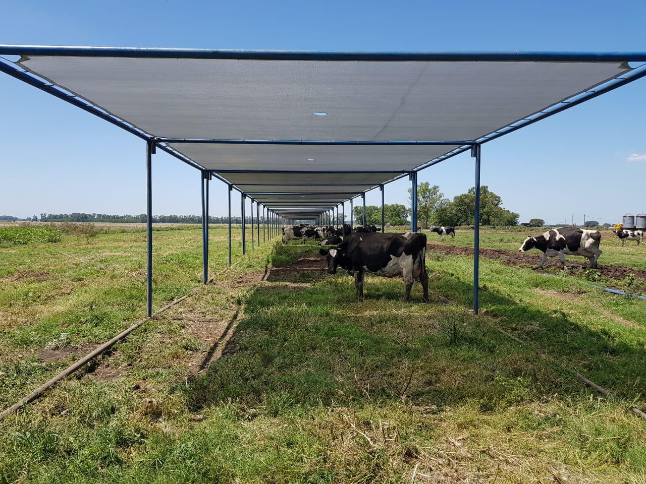 Sombra móvil en campo